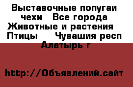 Выставочные попугаи чехи - Все города Животные и растения » Птицы   . Чувашия респ.,Алатырь г.